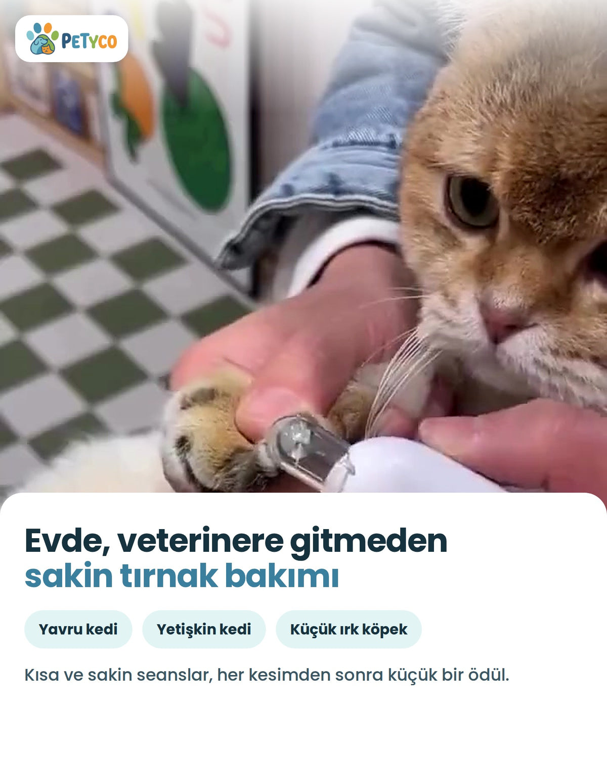 Evde kedi tırnağı kesimi